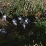 Pinguine bei ihrer Rückkehr